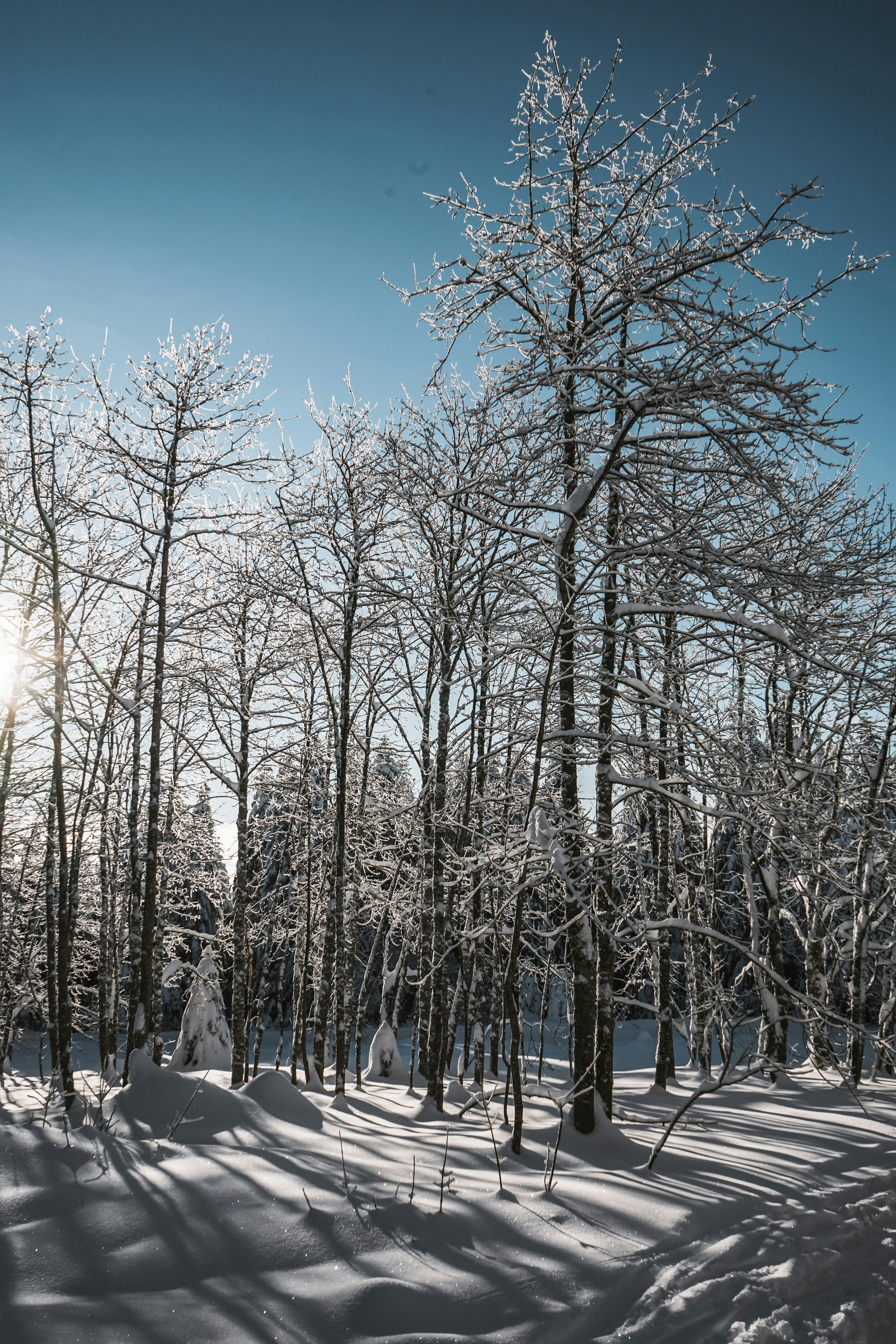 bare trees on snow covered ground under blue sky during daytime